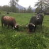 Inalpe 2018